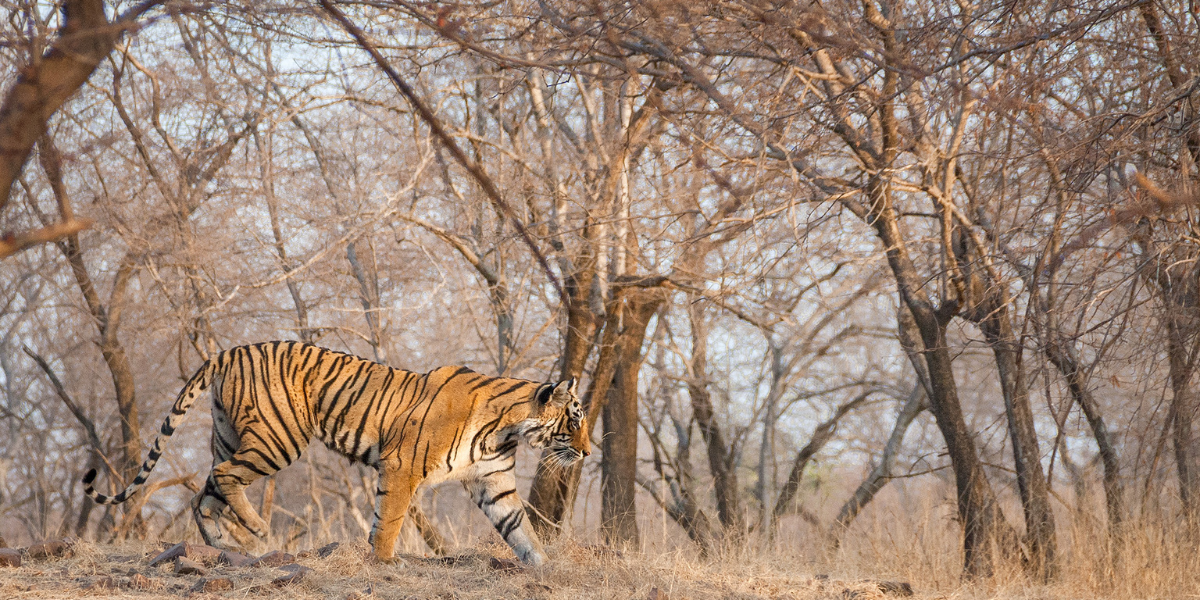 Bandhavgarh Khajuraho with  Panna Tour