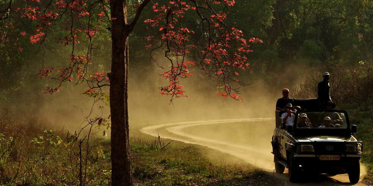 Pench Kanha Bandhavgarh Combo Package