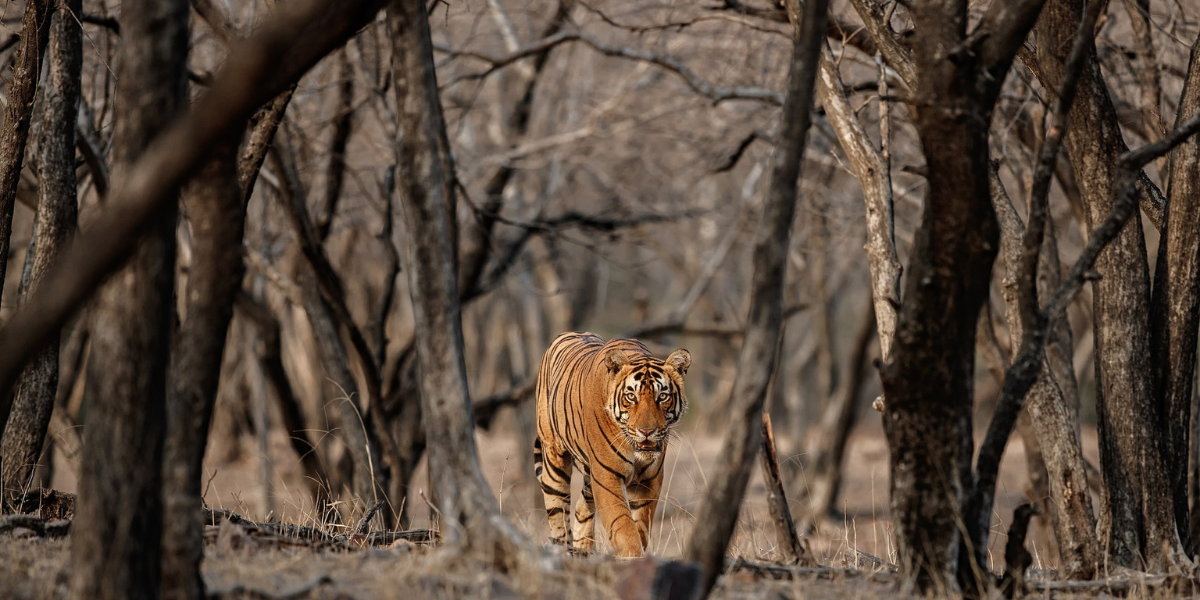 Bandhavgarh Kanha Bhedaghat Tour