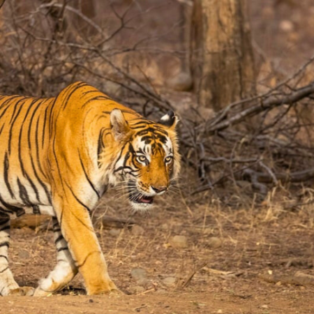 Bandhavgarh National Park