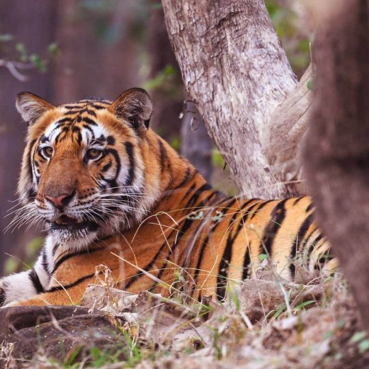 satpura-national-park-tourism